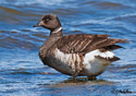 Branta bernicla